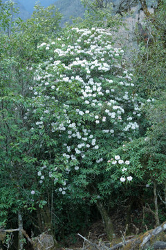 苍山西坡杜鹃花