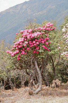 苍山西坡杜鹃花