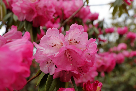 苍山西坡杜鹃花