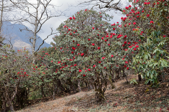 苍山西坡杜鹃花