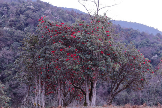 苍山西坡杜鹃花