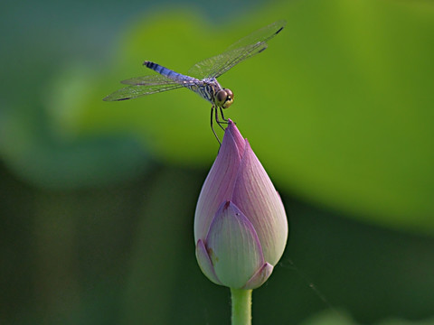 蜻蜓