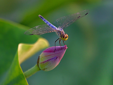 蜻蜓戏莲