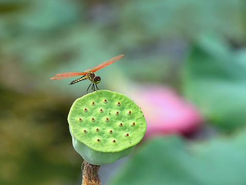蜻蜓