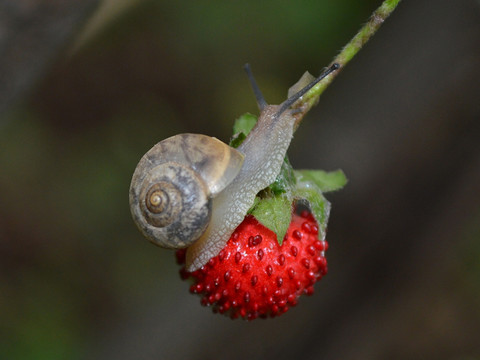 蜗牛