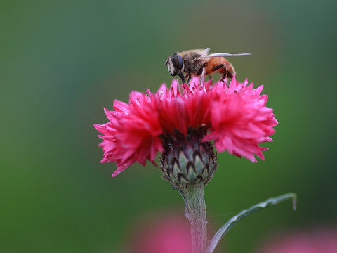 蜜蜂