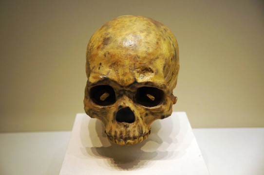 旧石器时代中期柳江人头骨
