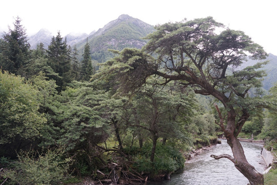 四川阿坝州四姑娘山