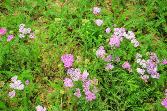 花草