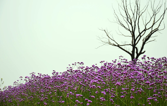 马鞭草花海