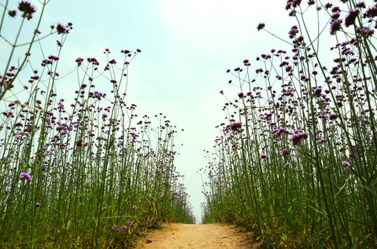 花间小路 马鞭草