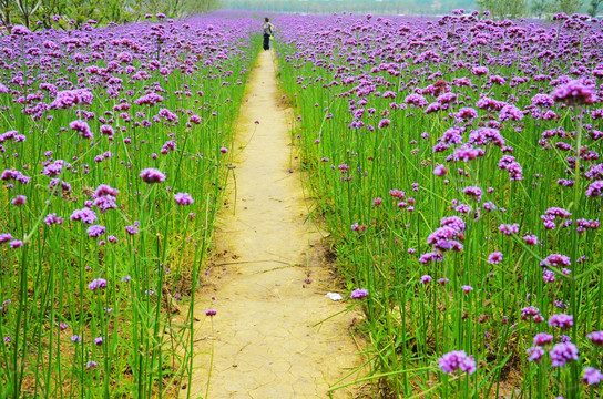 花间小路 马鞭草