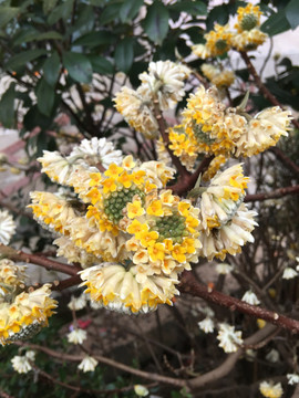 雪花草药