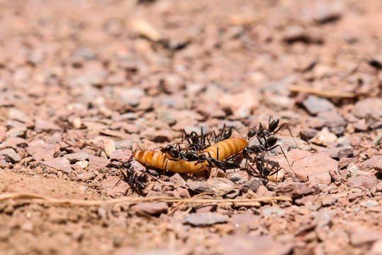 蚂蚁搬运面包虫