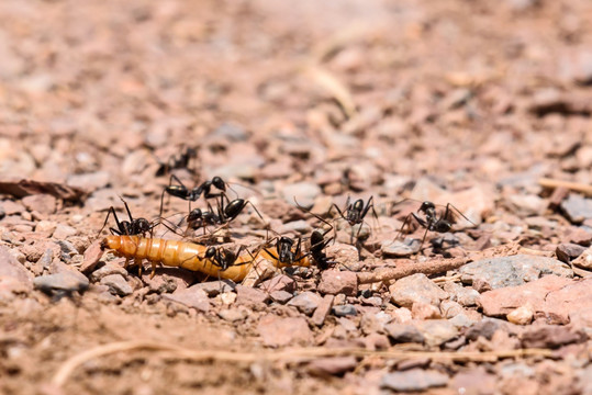 蚂蚁搬运虫子
