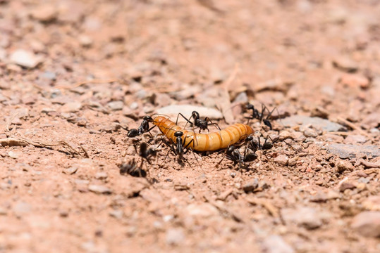 蚂蚁搬运虫子