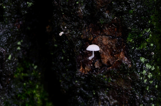 微距蘑菇