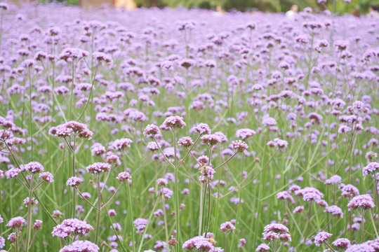 花海