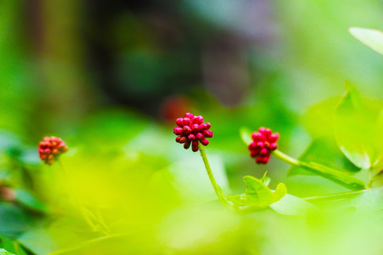 白云山的植物