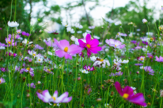 格桑花 波期菊