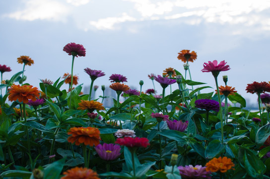 菊花