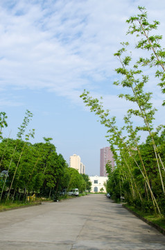 竹子 公司园区