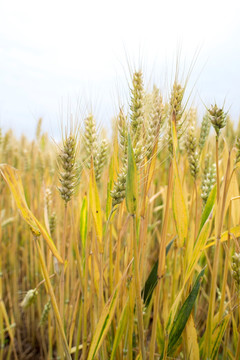 小麦 农业 麦田