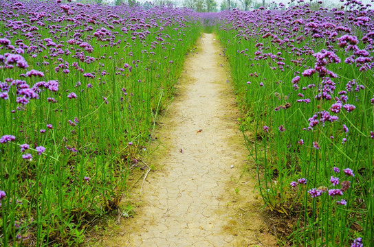 马鞭草 花间小路 花海