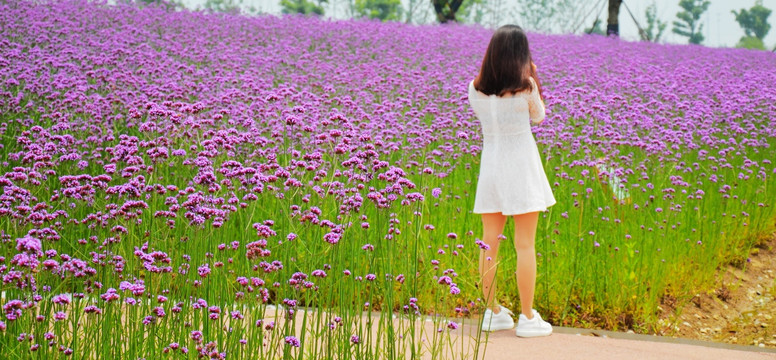 紫色花海 白衣女孩