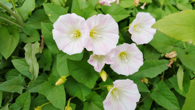 牵牛花的花朵和绿叶
