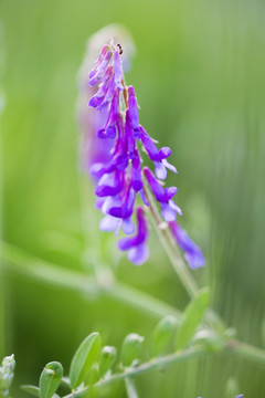 苕子花