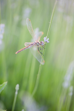 蜻蜓 薰衣草