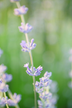 薰衣草
