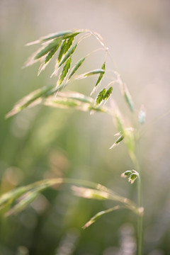 燕麦
