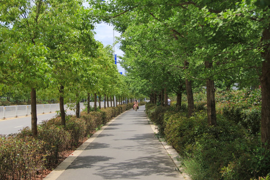 城市绿化 道路绿化 非机动车道