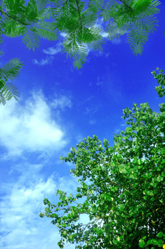 天空绿枝叶