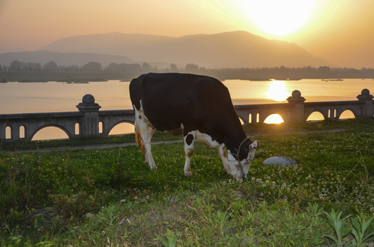 夕阳下的奶牛