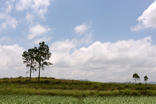 蓝天白云 松树 小山岗 短松岗