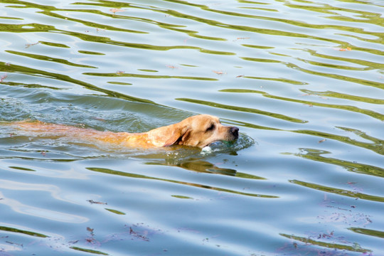 金毛巡回犬 狗游泳