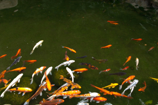 园林景观 池鱼 锦鲤 观赏鱼