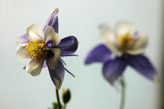 花朵特写