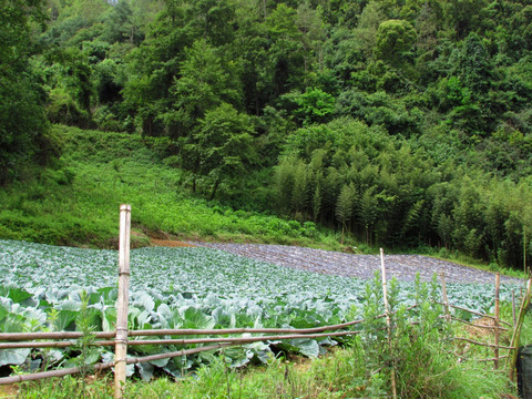 大山里的菜园