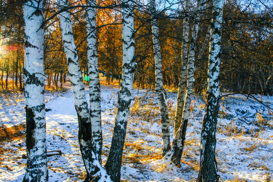 雪地树林树干