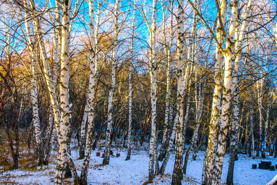 雪地树林