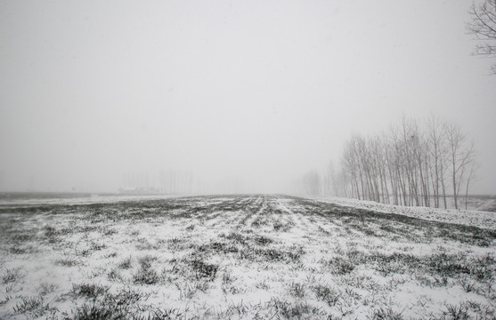 麦田雪景 田园雪景 瑞雪兆丰年