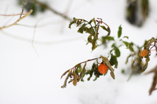 冬珊瑚 雪地里的冬珊瑚