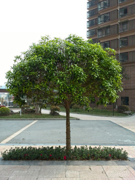 绿色植物