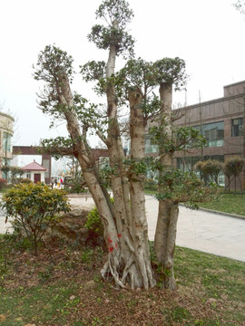 绿色植物