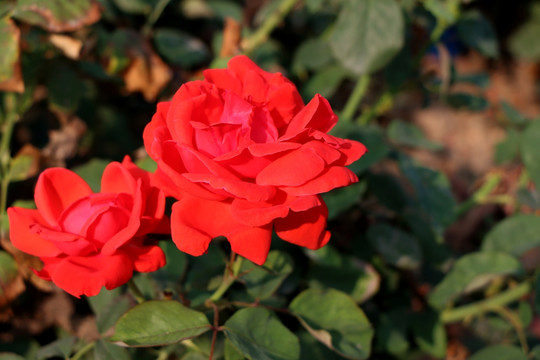红色月季花
