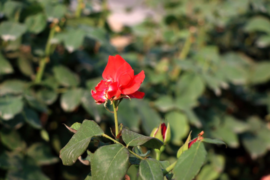 红色月季花